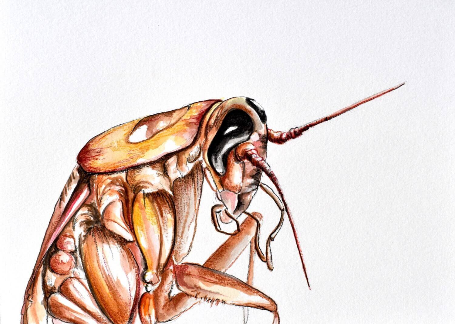 The Metamorphosis by Franza Kafka
